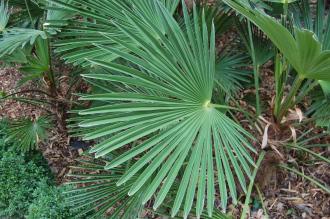 Trachycarpus wagnerianus Leaf (18/10/2014, Real Jardín Botánico de Madrid)