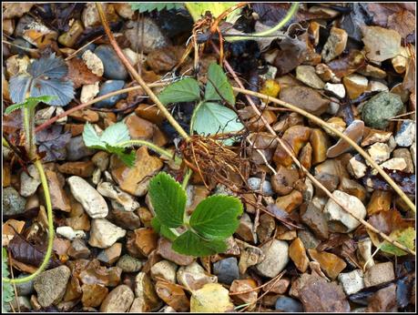 Tidying-up the Strawberries