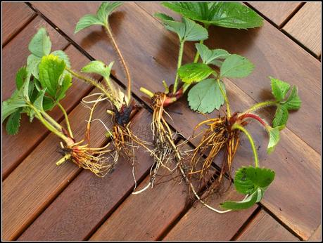 Tidying-up the Strawberries