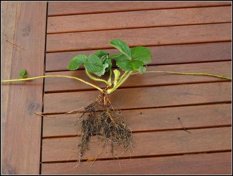 Tidying-up the Strawberries