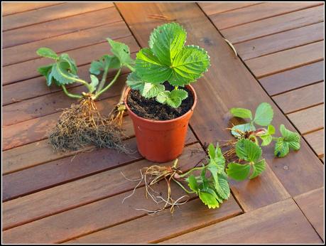 Tidying-up the Strawberries