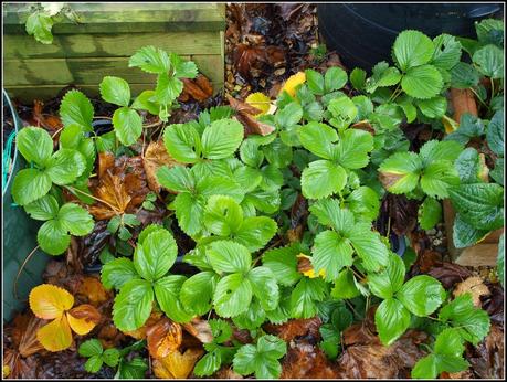 Tidying-up the Strawberries