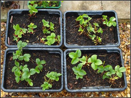 Tidying-up the Strawberries