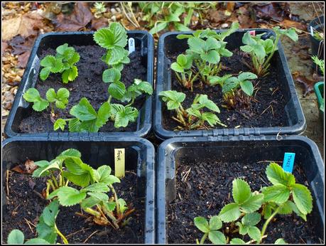 Tidying-up the Strawberries