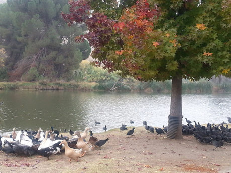 The ducks enjoyed this five pound bag of wild bird seed I put in piles under the autumnal tree.