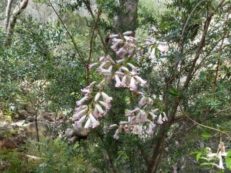 wonga wonga vine in flower