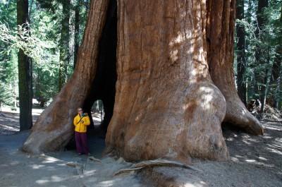 Sheltered by a Giant Sequoia Tree