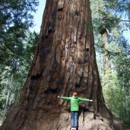 Geant Sequoia Tree