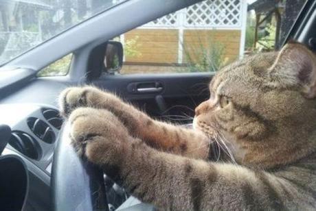 Top 10 Images of Cats Driving