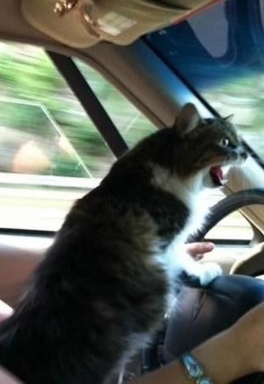 Top 10 Images of Cats Driving - Paperblog