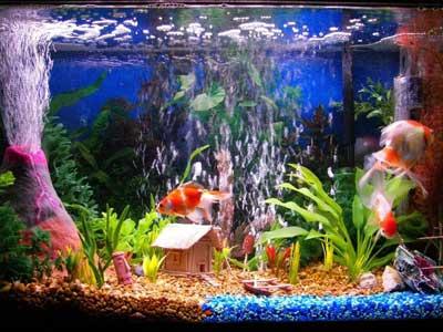 Fish Tank Decoration Ideas For Kids