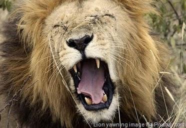 lion-yawning