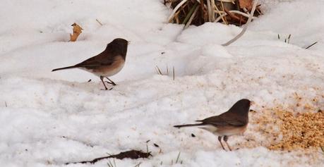 Little Winter Friend