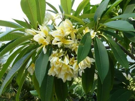 yellow flowering pulmeria