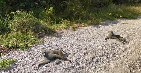 chimpanzee-stree-view