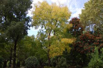 Gymnocladus dioicus (18/10/2014, Real Jardín Botánico de Madrid)