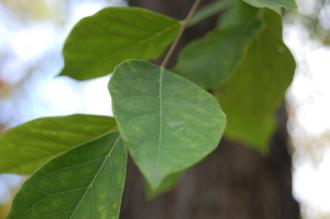 Gymnocladus dioicus Leaf (18/10/2014, Real Jardín Botánico de Madrid)