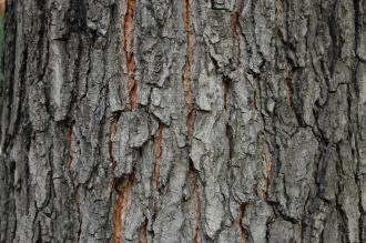 Gymnocladus dioicus Bark (18/10/2014, Real Jardín Botánico de Madrid)