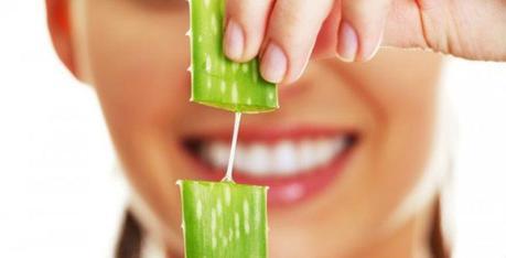 Aloe Vera 