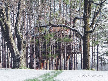 A #treehouse #Christmas http://www.lynneknowlton.com/christmas-in-the-treehouse/ 