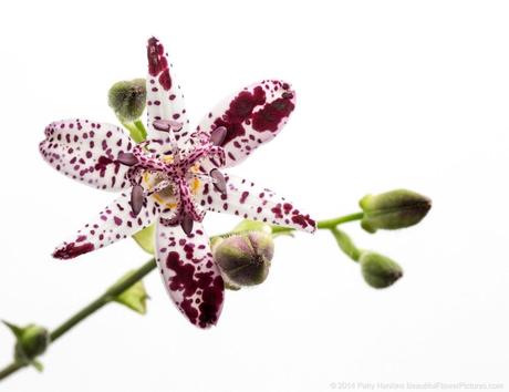 Toad Lily © 2014 Patty Hankins