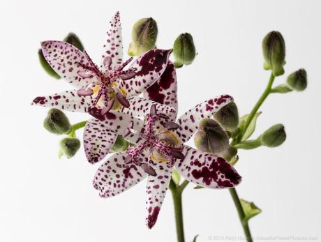 Toad Lily © 2014 Patty Hankins