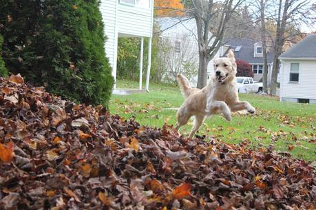 Mischief in the Leaves