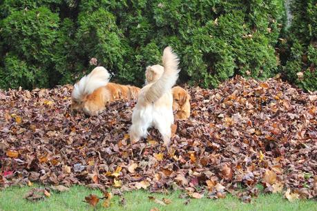 Mischief in the Leaves