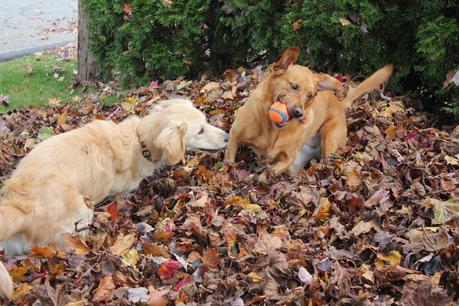 Mischief in the Leaves