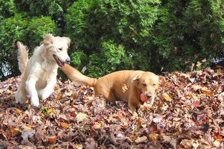 Mischief in the Leaves