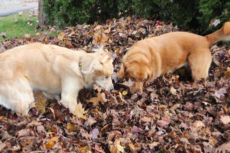 Mischief in the Leaves