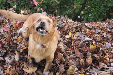 Mischief in the Leaves