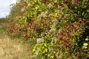 Hawthorn Berries 