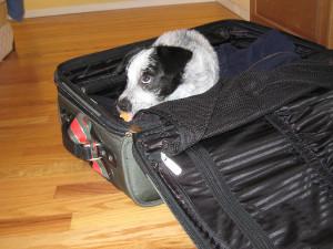 Traveling dog