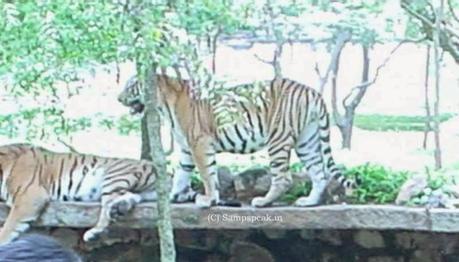 Tiger escapade at Vandalur zoo