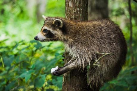 Raccoon eating a Marshmallow