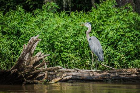 Pearl River Eco Tours 