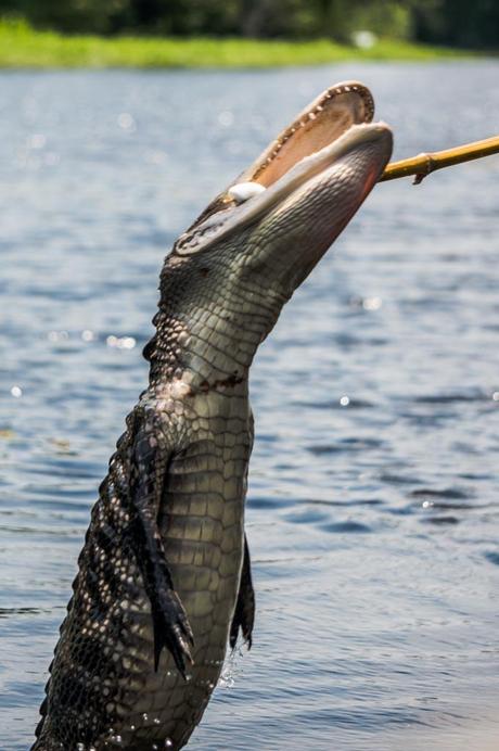 Pearl River Eco Tours 