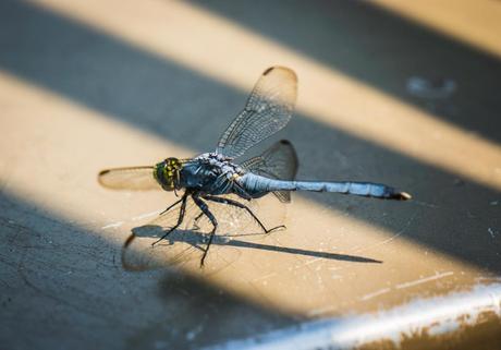 Dragon Fly on the boat rail of our Pearl River Eco Tour