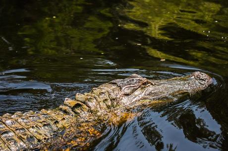 Pearl River Eco Tours 31 Low-res