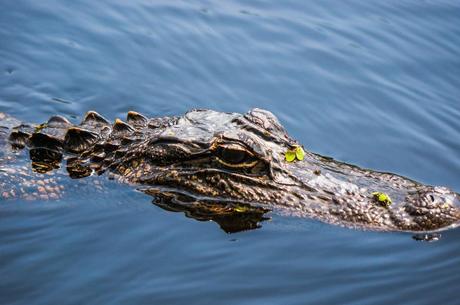 Pearl River Eco Tours Slidell, LA
