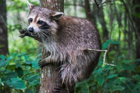 Roger the Raccoon on Pearl River Eco Tour