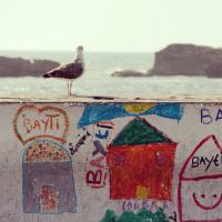 Seagull in Essaouira