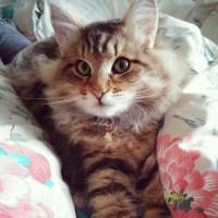 Golden Siberian Cat