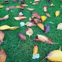Petals amongst fallen autumn leaves