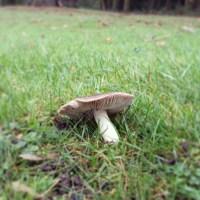 Woodland mushroom
