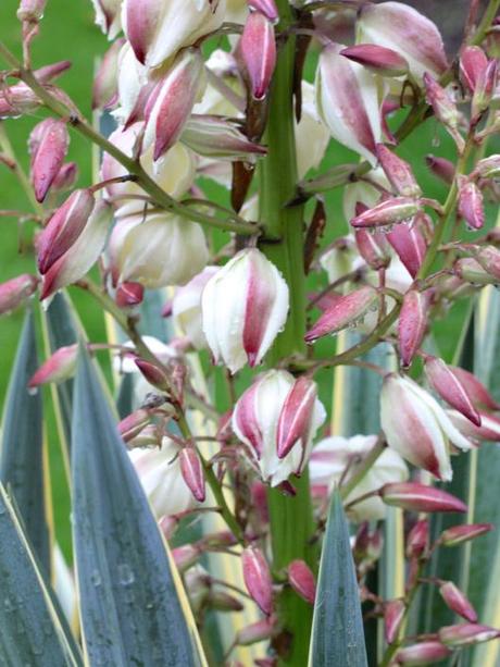 Flowering Cordyline