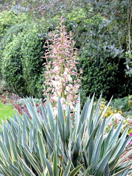 Flowering-Cordyline