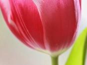 Doctrines Grace: Explaining Limited Atonement