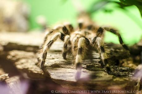 One of the tarantulas at the Insectarium of Montreal